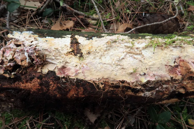 Asterostroma medium 1 - IMG_8246